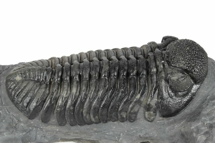 Huge Phacopid (Drotops) Trilobite - Multi-Toned Shell Color #244457